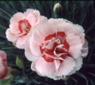 Dianthus plumarius 'Rachel', Anjer