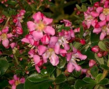 Escallonia 'Dart's Rosyred', 40-50 3L