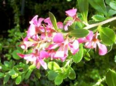 Escallonia 'Donard Seedling', 30-40 3L