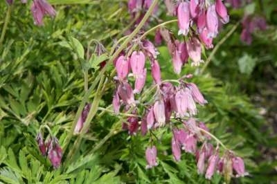 Dicentra formosa, Gebroken hartjes