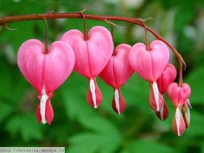 Dicentra spectabilis, Gebroken hartjes