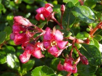 Escallonia 'Red Dream', 25-30 2.5L