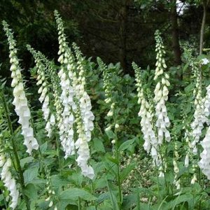 Digitalis purpurea 'Alba' Vingerhoedskruid