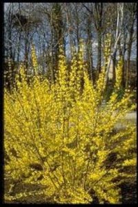 Forsythia int. 'Lynwood', 3L, Chinees klokje