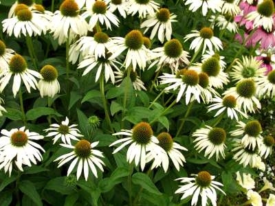 Echinacea pur. 'White Swan', Zonnehoed