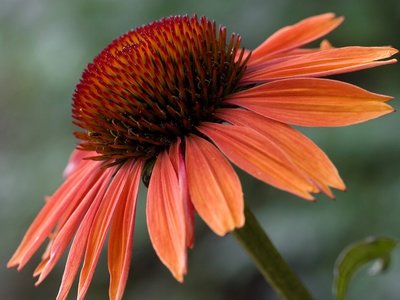 Echinacea pur. 'Sundown', ® Zonnehoed