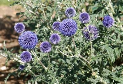 Echinops ritro, Kogeldistel