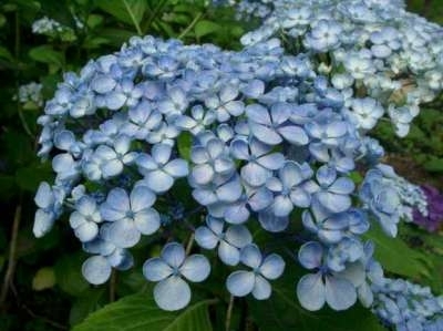 Hydrangea macro. 'Ayesha', 25-30cm 3L, Hortensia