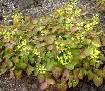 Epimedium perralchicum 'Frohnleiten', Elfenbloem