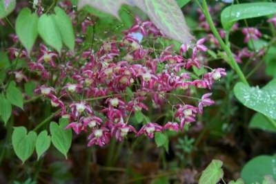 Epimedium rubrum, Elfenbloem