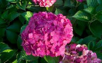 Hydrangea macro. 'Glowing Embers', 25-30 3L, Hortensia