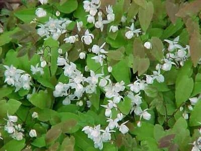 Epimedium youngianum 'Niveum', Elfenbloem