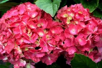 Hydrangea macro. 'Hamburg',  7.5L, Hortensia