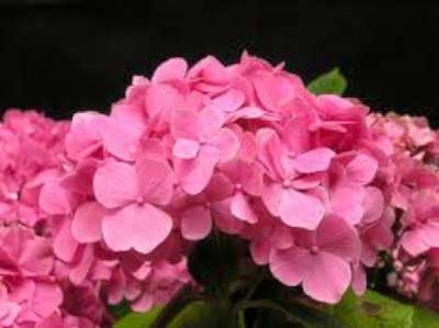 Hydrangea macro. 'King George VII', 7.5L, Hortensia