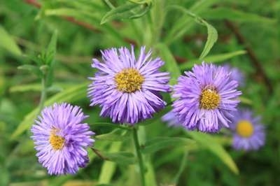 Erigeron 'Azure Beauty', Fijnstraal