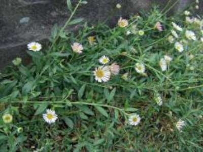 Erigeron karvinskianus, Fijnstraal