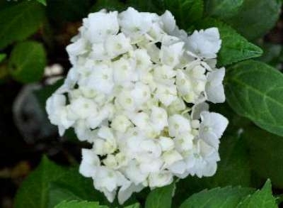 Hydrangea macro. 'Mme E.Mouillère', 30-40 3L, Hortensia