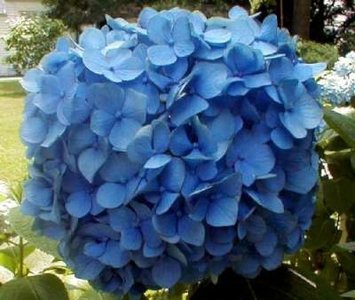 Hydrangea macro. 'Nikko Blue', 25-30 3L, Hortensia