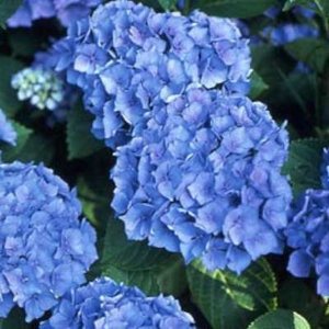 Hydrangea macro. 'Renate Steiniger', 25-30 3L, Hortensia