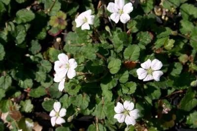 Erodium reichardii 'Album',Reigersbek