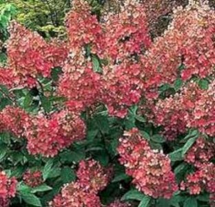 Hydrangea pan. 'Pink Diamond', 40-50 cm 3L Pluimhortensia