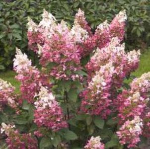 Hydrangea pan. 'Pinky Winky', 40-50 cm 3L, Pluimhortensia ®