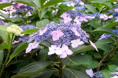 Hydrangea serrata 'Bluebird', 30-40 3L,Hortensia