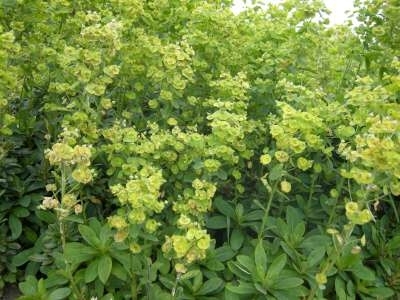 Euphorbia amygdaloides robbiae, Wolfsmelk