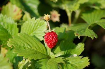 Fragaria vesca,  Echte bosaardbei