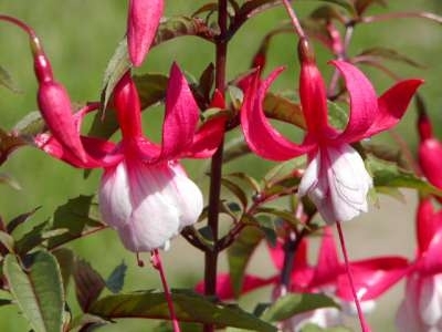 Fuchsia 'Madame Cornelissen', Bellenplant