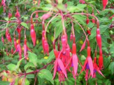 Fuchsia 'Riccartonii', Bellenplant