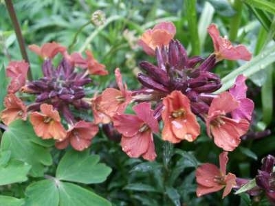 Erysimum 'Constant Cheer', Steenraket