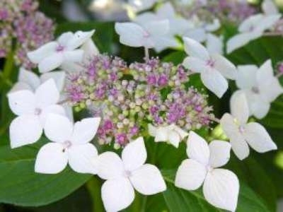 Hydrangea macro. 'Libelle' 3L, 30-40 Hortensia