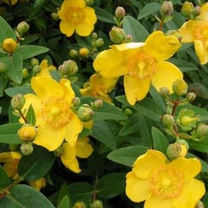 Hypericum 'Hidcote', 1.5L Hertshooi