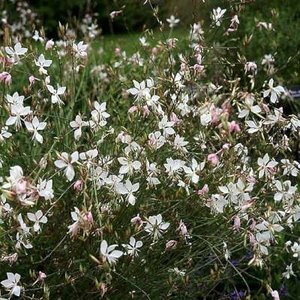 Gaura lindheimeri, Prachtkaars