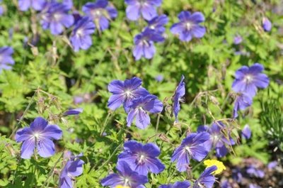 Geranium 'Johnson's Blue', Ooievaarsbek