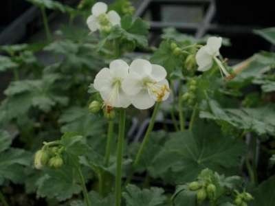 Geranium macr. 'White Ness', Ooievaarsbek