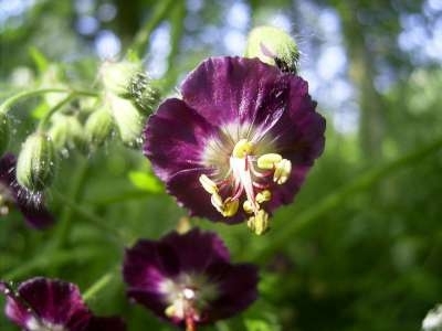 Geranium phaeum, Ooievaarsbek