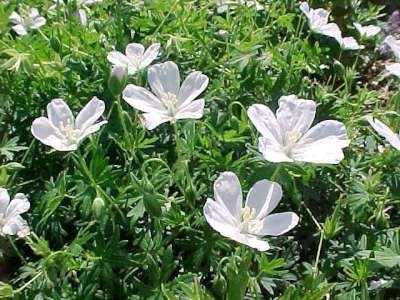 Geranium sanguineum 'Album', Ooievaarsbek