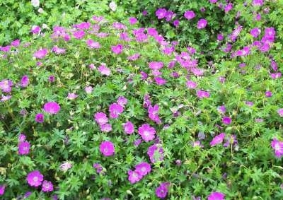 Geranium sanguineum 'Max Frei', Ooievaarsbek