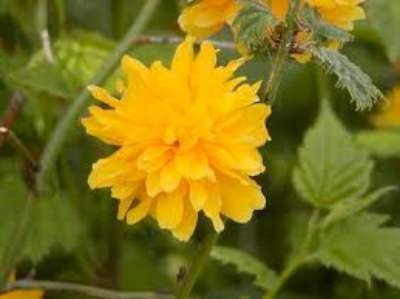 Kerria jap. 'Pleniflora', 3L Ranonkelstruik