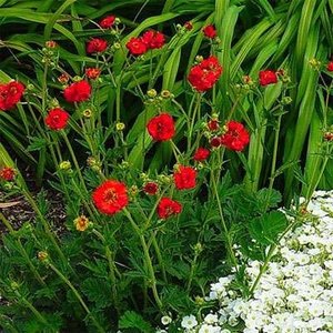 Geum chiloense 'Mrs Bradshaw', Nagelkruid