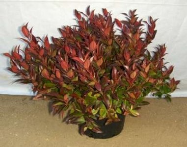 Leucothoe 'Scarletta' 3L, 20-30 (Zeblid)