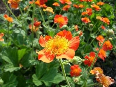 Geum coccineum 'Borisii', Nagelkruid