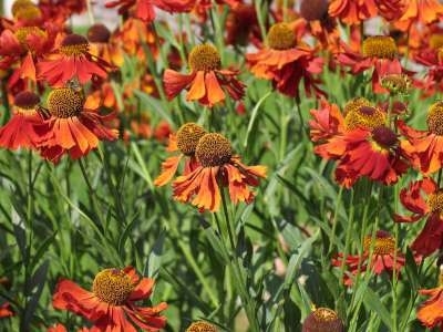 Helenium 'Moerheim Beauty', Zonnekruid