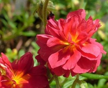 Helianthemum 'Cerise Queen', Zonneroosje