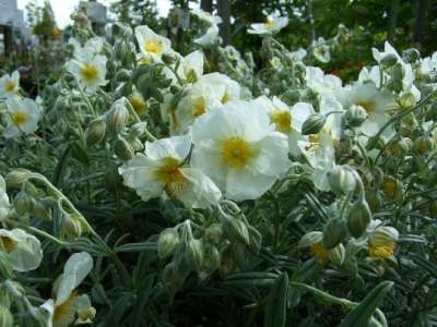 Helianthemum 'The Bride' (='Snow Queen'), Zonneroosje