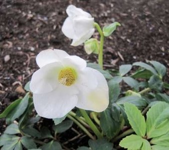 Helleborus niger, Kerstroos,Nieskruid