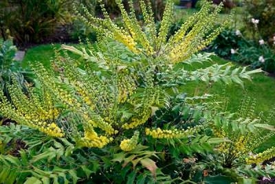 Mahonia media 'Charity', 25-30 3L, Druifjesstruik