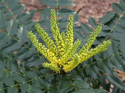 Mahonia 'Winter Sun', 30-40 3L, Druifjesstruik